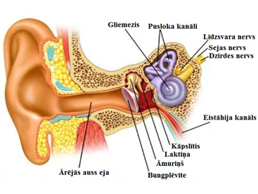 Ārējās auss ejas uzbūve