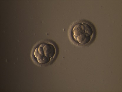 Embrijs 2. dienā pēc apaugļošanas.