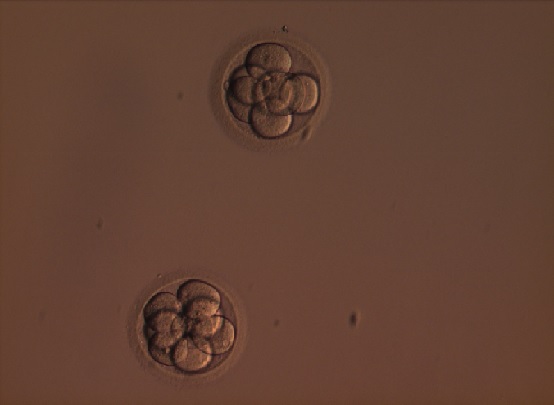 Embrijs 3. dienā pēc apaugļošanas.