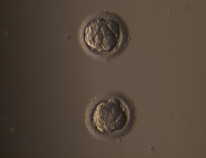 Embrijs 4. dienā pēc apaugļošanas.  