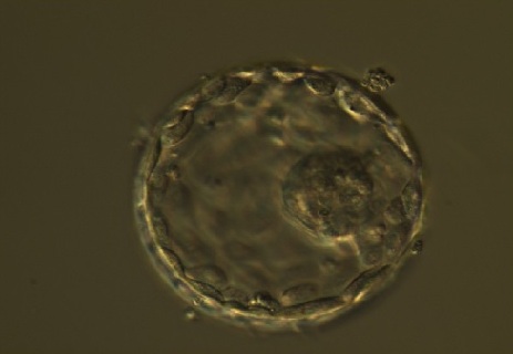 Embrijs 5. dienā pēc apaugļošanas.