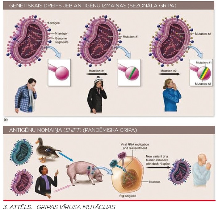 gripas vīrusa mutācijas