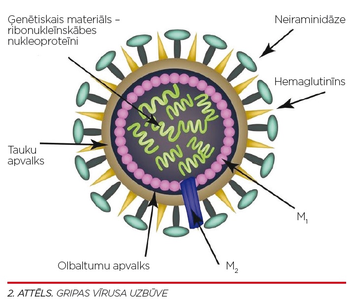 Gripas vīrusa uzbūve