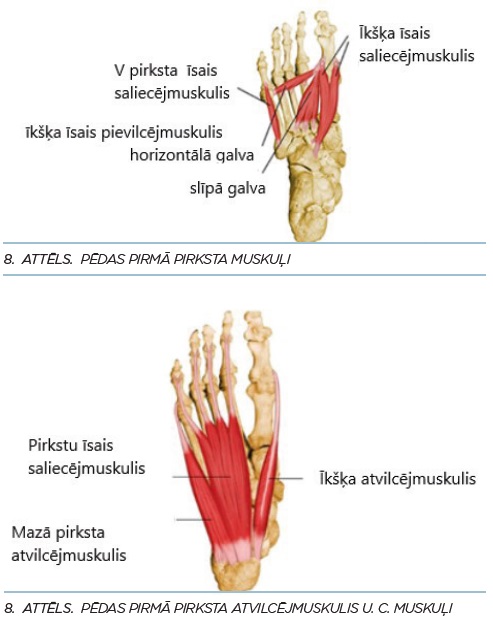 Pēdas pirmā pirksta atvilcējmuskulis un citi muskuļi
