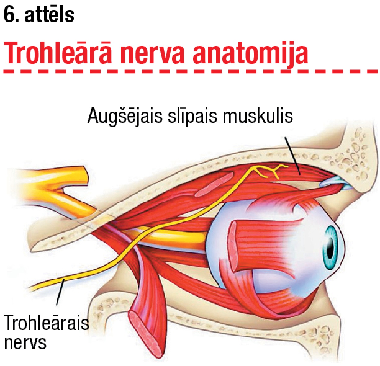 Trohleārā nerva anatomija