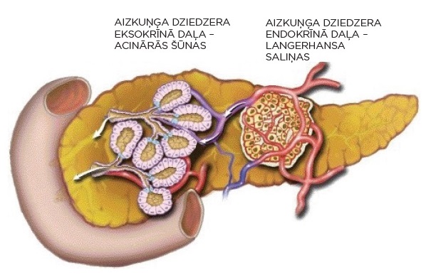 Aizkuņģa dziedzera eksokrīnā un endokrīnā daļa