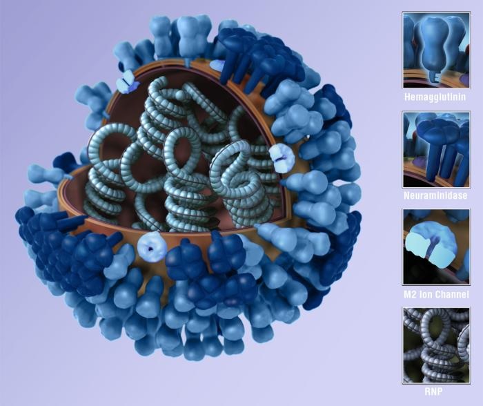 Gripas vīrusa struktūra