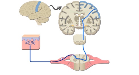 Impulsu plūsma uz smadzeņu sensoro korteksu 