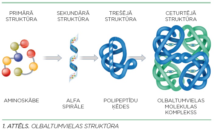 Olbaltumvielas struktūra
