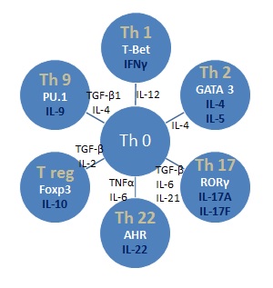 T līdzētājšūnu fenotipi un tos raksturojošie citokīni (autores veidots attēls)