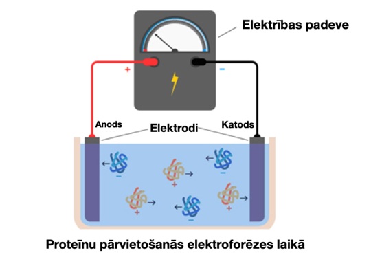proteīnu pārvietošanās elektroforēzes laikā