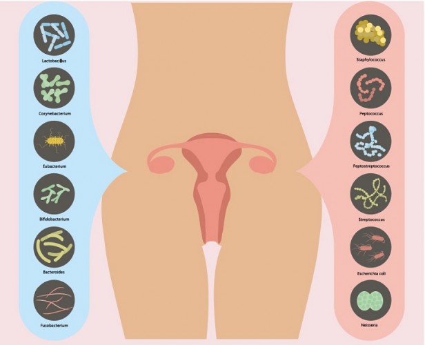 Vita Skuja: Zarnu mikrobiota sievietēm. Kā to uzlabot 